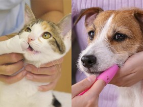 春からはじめる新習慣！愛犬・愛猫のお口のケア　２歳を過ぎると７～８割にトラブル