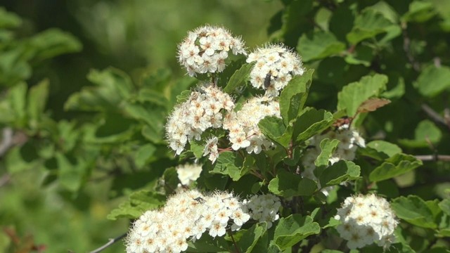小豆島で希少な山野草が見頃　山あいや岩場で静かに花を咲かせる　香川