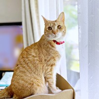 窓辺でニャルソックするちいちゃん（画像提供：ちーちゃん-Mari-うるちゃんさん／Instagram）