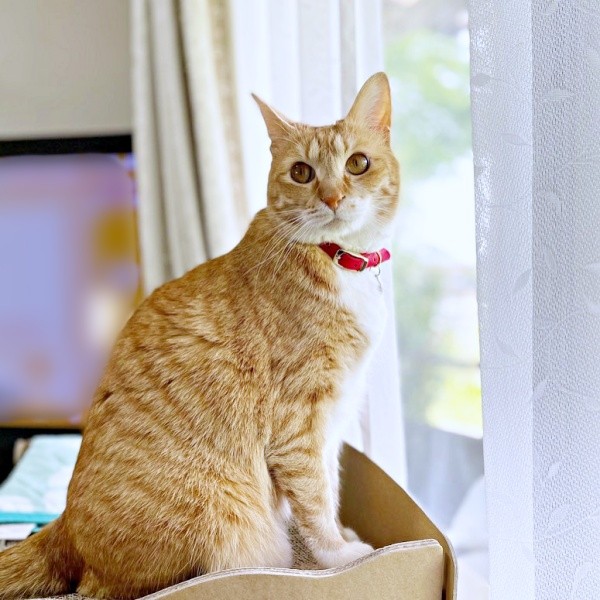 窓辺でニャルソックするちいちゃん（画像提供：ちーちゃん-Mari-うるちゃんさん／Instagram）