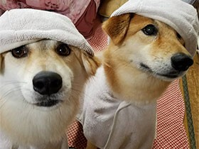 ２匹でシャンプー後のおやつ待ち　保護犬「メイ」と「ひな」