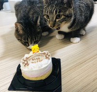 まるきちくんとちゃむのすけくんの１歳のお誕生日は、感謝の気持ちをこめて猫用ケーキでお祝いしました（提供：ねこまるすいさん）