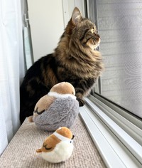 スズメさんとニャルソック中（「マンチカンのアーサー」さん提供）