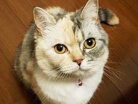 毎朝同じ時間に起こしてくれる　スコティッシュの「ゆめ」　