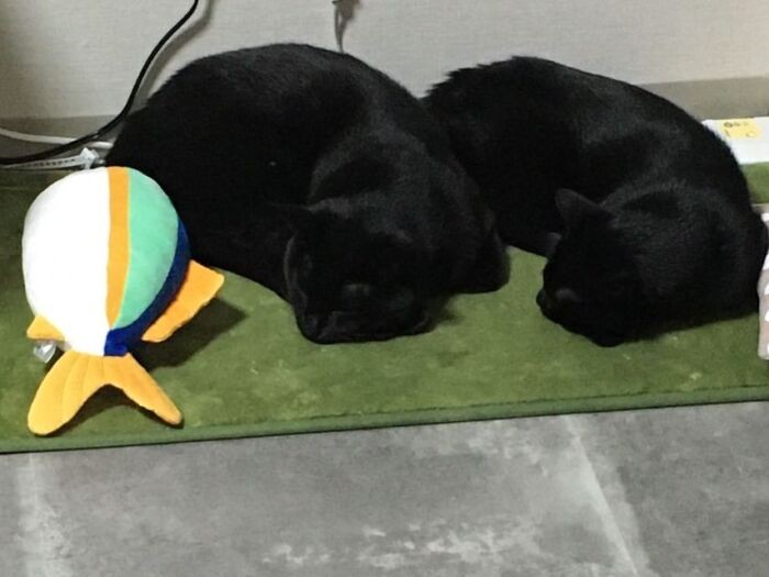 一緒に同じ向きで寝たり（あいみさん提供）