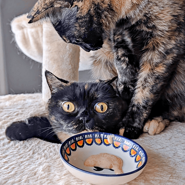 「おやつだ♡」 穴から顔をのぞかせるめいちゃん（画像提供：さびニャンズさん）