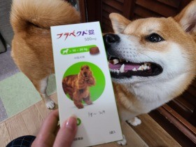 SNSで人気の柴犬「麦」　３カ月に１度のノミ・マダニ対策で今日もルンルン散歩