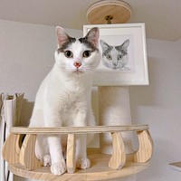 美しく成長したおかかくん（画像提供：おかかとそぼろの成長記録さん）