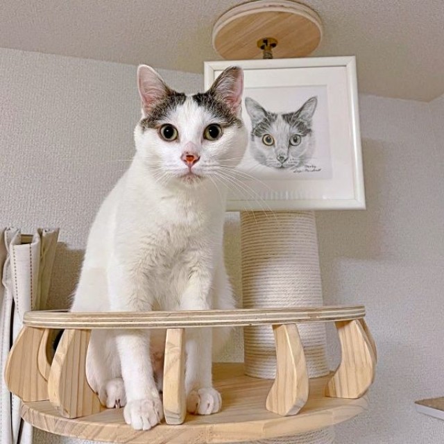 美しく成長したおかかくん（画像提供：おかかとそぼろの成長記録さん）