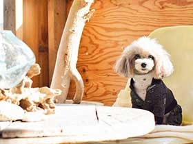 海の見えるカフェでおしゃれランチ　プードルの「LouLou」