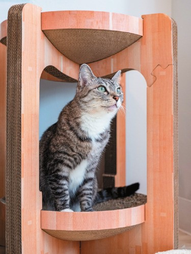 現在のミミ。姉妹のモモ（推定8歳♀）とともに良縁に恵まれ、もうすぐ新しい家族との暮らしが始まる