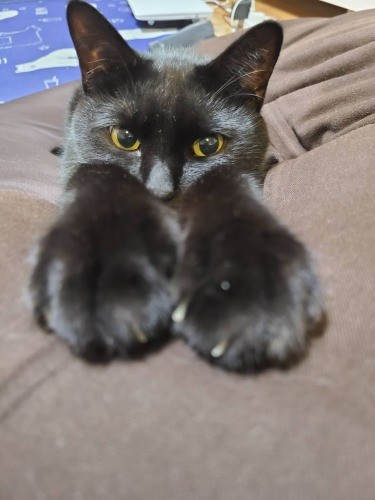 気分屋さんできれい好きなもずく。「じつは職場でよりも、家でもずくちゃんによくかまれています（笑）」（新谷さん提供）