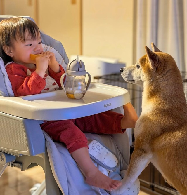 娘さんのパンが食べたいつくねちゃん（提供：@shiba.tsukuneさん）