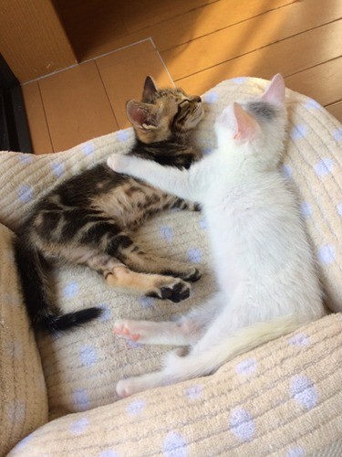 でも食べると眠くなるのだ。（＠nekoplus5656さん提供）