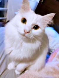 小さかったつくしちゃんは、すくすくと成長（画像提供：あるくきくらげさん）