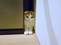 隙間にすっぽりおさまったミックくん（画像提供：今日と、セラ、ミックさん）