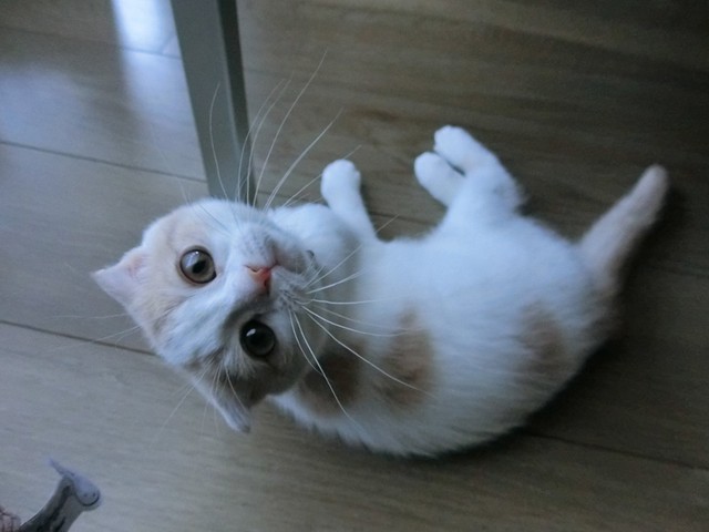 液体子猫ちゃんは、まん丸のお顔とお目々の元気なつむぎちゃん（提供：つむぎ🐈スコティッシュフォールドさん）