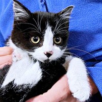 保護時、生後推定6カ月。お鼻が少し汚れていたあんこちゃん（画像提供：しじみとんさん）