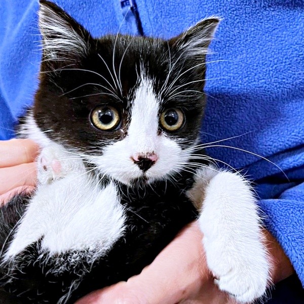 保護時、生後推定6カ月。お鼻が少し汚れていたあんこちゃん（画像提供：しじみとんさん）