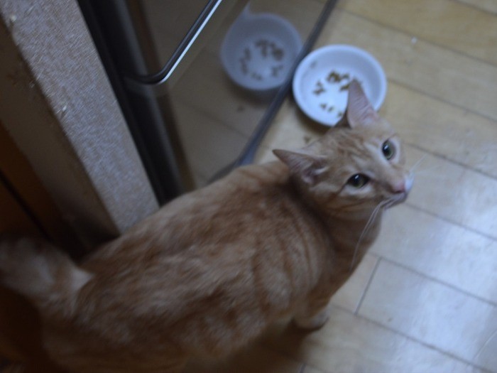 「エサくれニャン～」。筆者が帰宅しリビングに入ると、きなこがスリスリしてきた