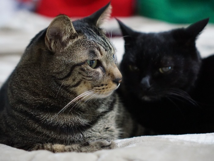 「えへん、イヌオは僕が守っているんだ」