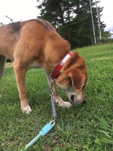 においを嗅ぐ「いずみ」ちゃん。神奈川県動物管理センター出身で、ピースワンコのあきるの譲渡センターを卒業