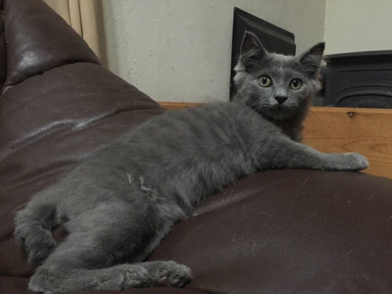 実家のラパン　（後藤郁さん提供）