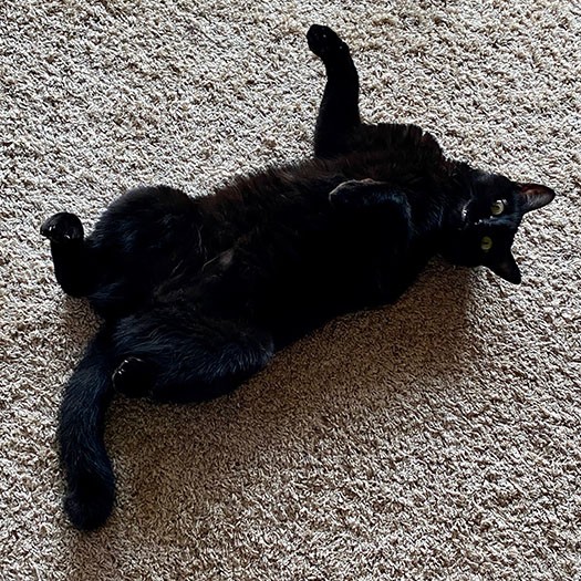 「てんちゃんもニコちゃんも保護猫。保護猫のよさは猫を救えるところ。お世話をすることで自分も健康に気を付けるようになりました」（さかざきさん提供）