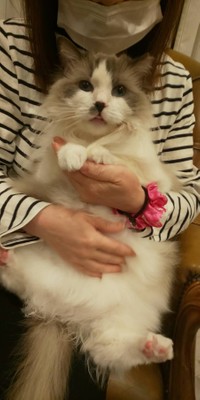 昔は共謀で、抱くこともできなかった