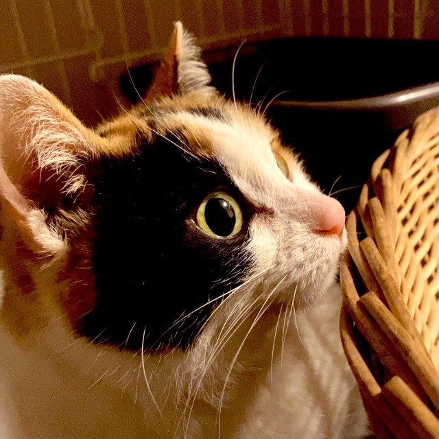 元飼い主はどこにいってしまったのか？(「tormenta」さん提供)