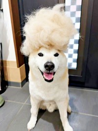 もう1匹、柴犬が生まれそう！？ 抜け毛を頭に乗せた福丸くん（画像提供：福丸さん）