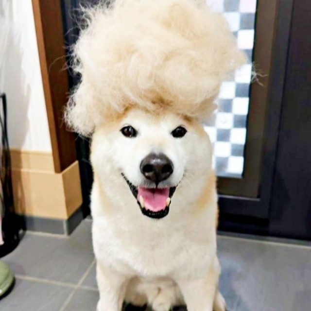 もう1匹、柴犬が生まれそう！？ 抜け毛を頭に乗せた福丸くん（画像提供：福丸さん）