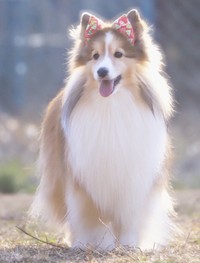 くぬぎちゃんの美しいふわふわをキープするため、「毛だけでなく皮膚も意識して洗うことと、地肌もしっかり乾かすことに気をつけてます」と飼い主さん（提供：しゃべる乳酸菌ちゃんさん）