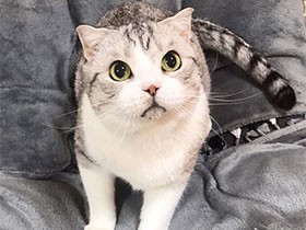 いつも兄弟猫を見守ってくれてるね　優しいミックス猫の「デン」