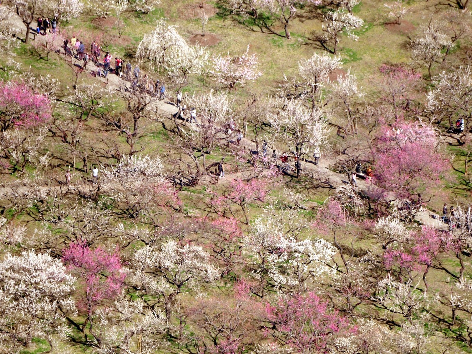 2026年最新】関東1都4県の梅の名所おすすめ15選 早春を彩る梅林と香り