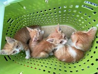 保護当日、月さん（左）ときょうだい。猫風邪と汚れがひどい状態でした（画像提供：たちつてとさん）