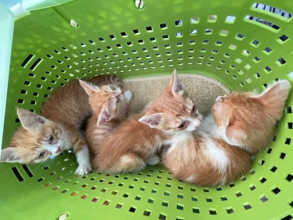 保護当日、月さん（左）ときょうだい。猫風邪と汚れがひどい状態でした（画像提供：たちつてとさん）