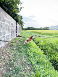 今、まさにダイブしようとするティーくん（画像提供：柴犬ティーくん＆パパさん）