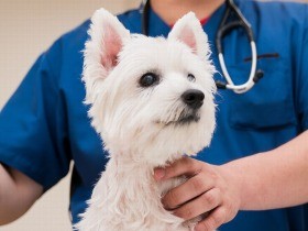 ワクチン、予防、相談…　子犬にかかりつけの動物病院を持とう