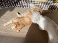 寝そべるきーすけくんにそっと近づくポッケちゃん（画像提供：ポッケちゃん）