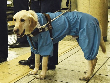 盲導犬連れの死亡事故をうけて「駅にホーム柵を！」　請願を採択