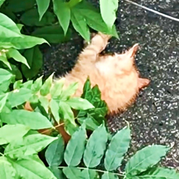 道路脇の草むらに子猫が！ ミックくん発見の瞬間（画像提供：ミックという猫さん）