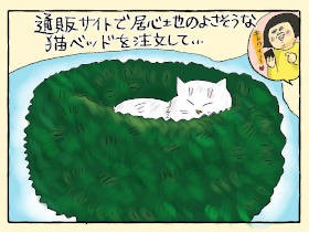 猫ベッドチャレンジ　空き箱に勝てるヤツはいないのか！？