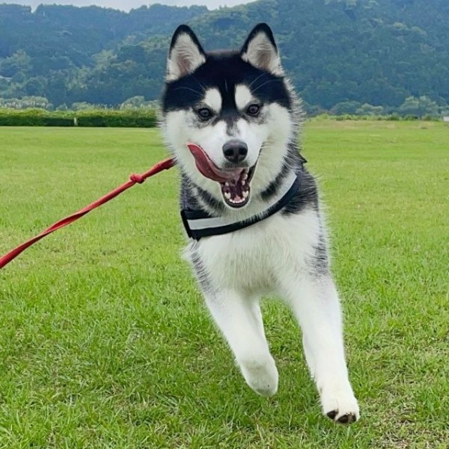 元気に走り回るおとびくん（画像提供：おとび シベリアンハスキー（カイヌシ：ナルコ）さん）