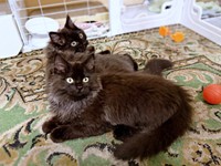 飼い主さん夫婦のもとで幸せに暮らすちゃこちゃん（奥）、ちょこちゃん（手前）（画像提供：Li  2匹の保護猫と日常さん）