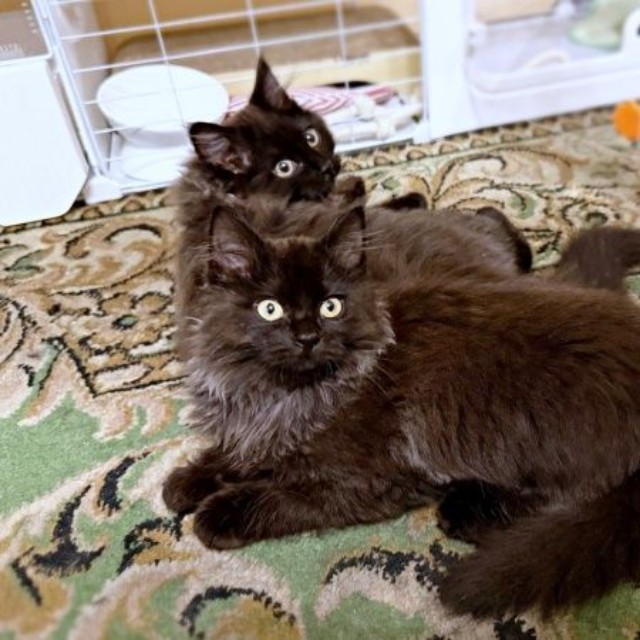 飼い主さん夫婦のもとで幸せに暮らすちゃこちゃん（奥）、ちょこちゃん（手前）（画像提供：Li  2匹の保護猫と日常さん）