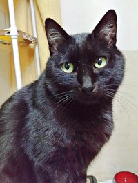 おっとりとした面倒見の良い兄猫・実陽くん（画像提供：秋十空さん）