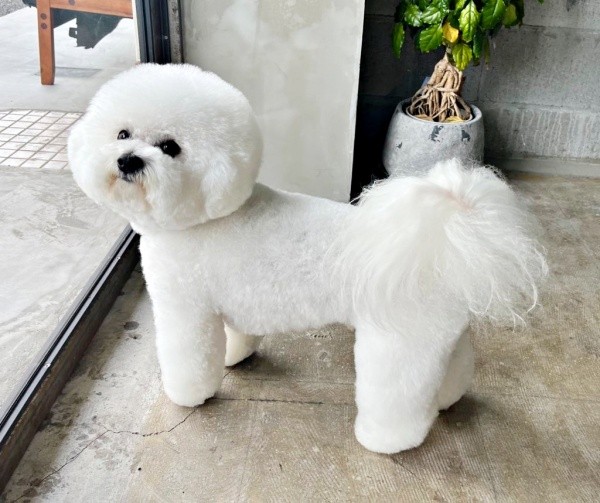 ふわもふの真っ白な被毛がかわいいせとくん（画像提供：せとくん）