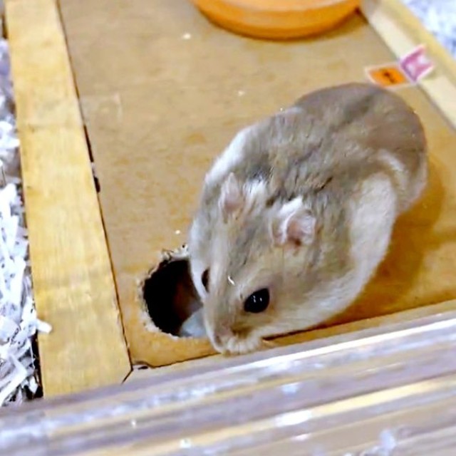 おやつを頬に詰め込んで穴の前にやってきたはむきちくん（画像提供：まんまるハム日和さん）