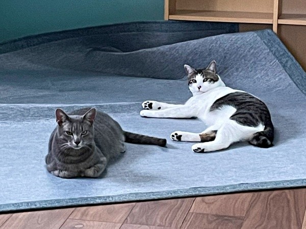 遊びも全力！ 大暴れした（左から）満天くん、花丸くん（画像提供：*ig*さん）